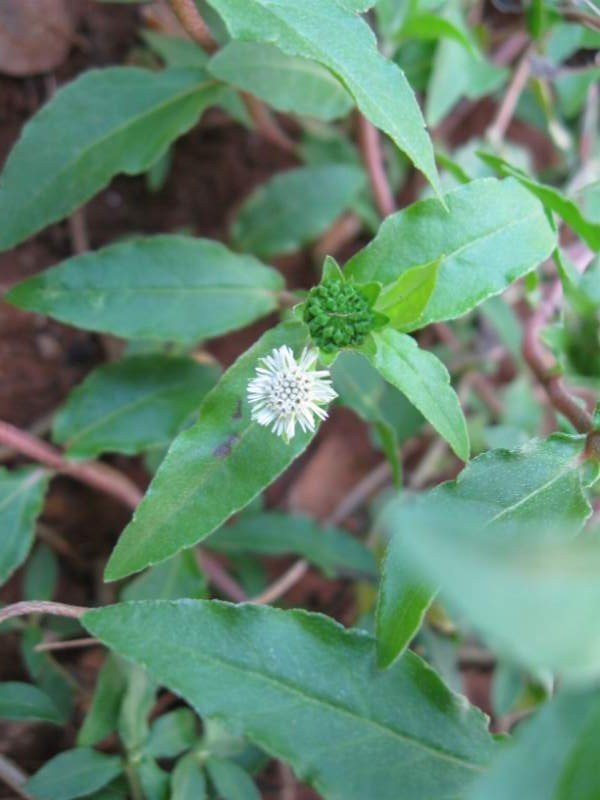 Kanjunni -Eclipta prostrate